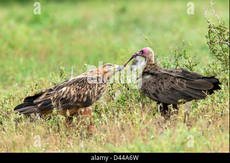 Steppe Eagle (Aquila nipalensis) in a tug of war battle with a Hooded Vulture (Necrosyrtes monachus) over a piece of kill Stock Photo