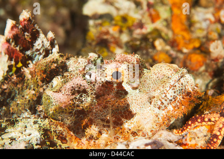 Poss's Scorpionfish (Scorpaenopsis possi) well camouflaged on a tropical coral reef in Bali, Indonesia. Stock Photo
