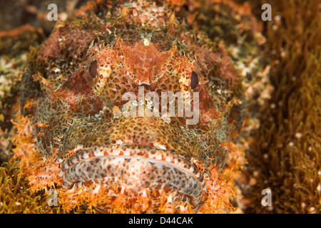 Poss's Scorpionfish (Scorpaenopsis possi) well camouflaged on a tropical coral reef in Bali, Indonesia. Stock Photo