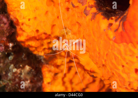 White-banded Cleaner Shrimp (Lysmata amboinensis) on an orange sponge on a coral reef in Bali, Indonesia. Stock Photo