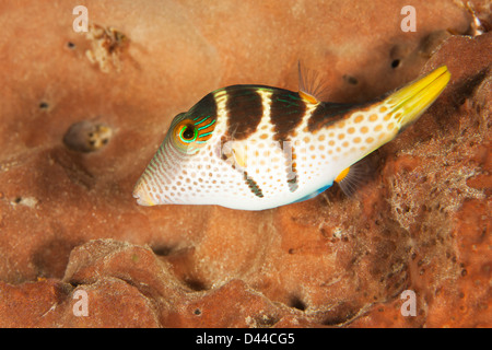 Black-saddled Toby (Canthigaster valentini) on a tropical coral reef in Bali, Indonesia.