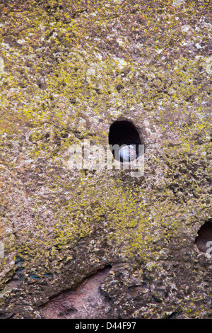 Pigeon in a hole, Lalibela, Ethiopia Stock Photo