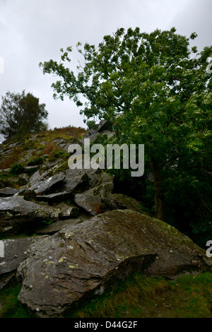 Rydal Cave above Rydal Water, Lake District, Cumbria. North West England.36MPX,HI-RES Stock Photo