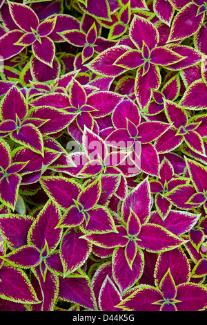Decorative floral background of Coleus (Painted Nettle) plant - latin: Solenostemon scutellarioides Stock Photo