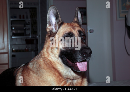 Adult German Shepherd female dog -Canis lupus domesticus- Family-Canidae Stock Photo