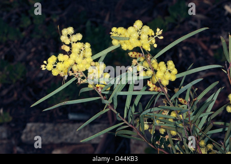 Acacia iteaphylla/Racosperma iteaphyllum- Flinders Range Wattle, Port Lincoln Wattle, willow-leaved wattle, winter wattle Stock Photo