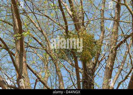 Common Mistletoe Viscum album high in mature deciduous ash tree against bright blue sky in springtime Stock Photo