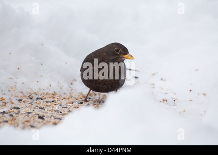 Turdus Merula - Female Blackbird feeding in snow Stock Photo