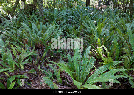Ferns at the Southern Island in New Zealand Stock Photo