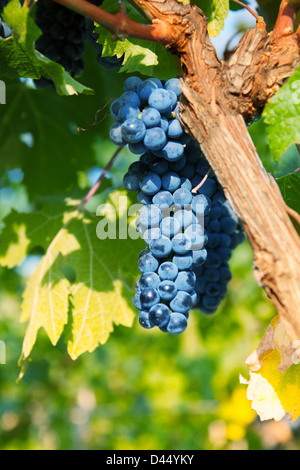 Ripe bunch of dark grapes on vine bush Stock Photo