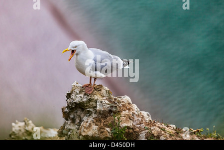 The European Herring Gull (Larus argentatus) screaming on the top of the Etretat cliff in Upper Normandy in Northern France. Stock Photo