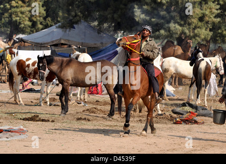 A buyer takes test ride of a horse during cattle fair in western Indian town of Nagaur, in Rajasthan state Stock Photo