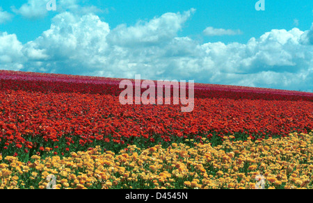 A Riot of Color, Ranunculus at the Carlsbad Flower Fields in