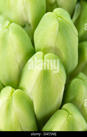 Flowers: close-up shot of unblown green hyacinth, excellent natural floral background, selective focus, shallow depth of field Stock Photo