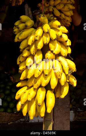 BANANAS SOLD ON THE STALK IN SRI LANKA Stock Photo