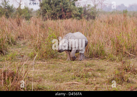One horned Rhino coming out of grassland Stock Photo