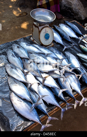 TUNA FISH FROM THE INDIAN OCEAN  READY TO BE WEIGHED AND SOLD IN SRI LANKA Stock Photo