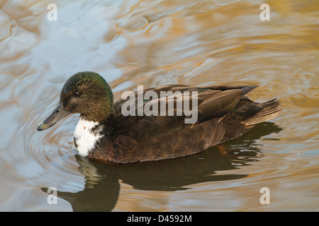 Juvenile Mallard Duck (Anas platyrhynchos) swimming in water Stock Photo