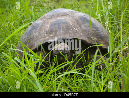 Ecuador, Galápagos Islands, Isla Santa Cruz, feeding Giant Tortoise in the Highlands Stock Photo