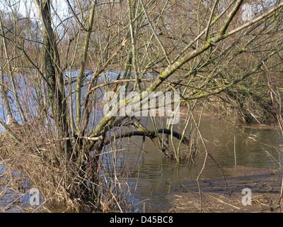 Willow trees in a river Stock Photo