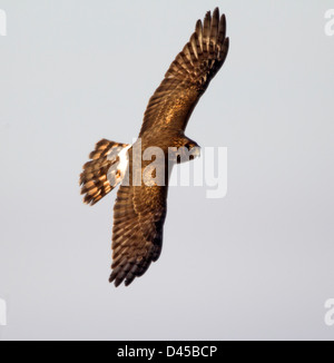 Northern Harrier Stock Photo