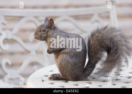 Gray squirrel on a patio table Stock Photo