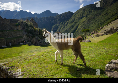 Young Llama (Lama glama) in the ruins of Machu Picchu, Aguas Calientes, Peru Stock Photo