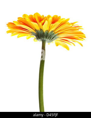 Orange gerbera flower on white Stock Photo