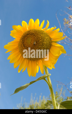 Single sunflower in bright sunlight against a clear blue sky Stock Photo