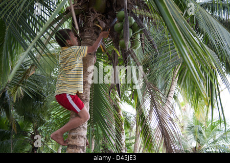 A young Panamanian boy climbing a coconut palm tree to grab the fruit. Stock Photo