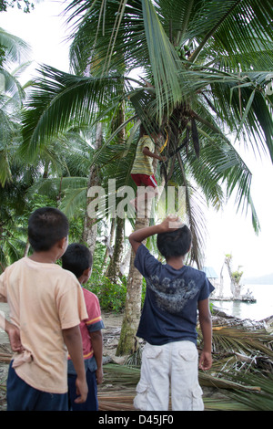 A young Panamanian boy climbing a coconut palm tree to grab the fruit while his three friends watch. Stock Photo