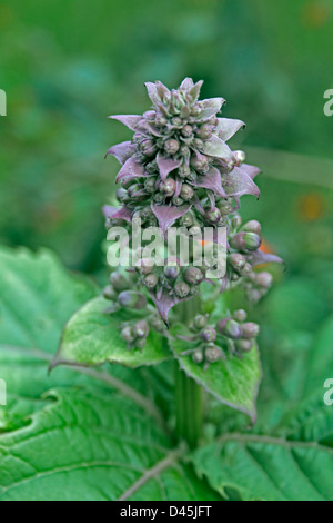 Clerodendrum Serratum, Rotheca serrata, Blue Fountain Bush Stock Photo