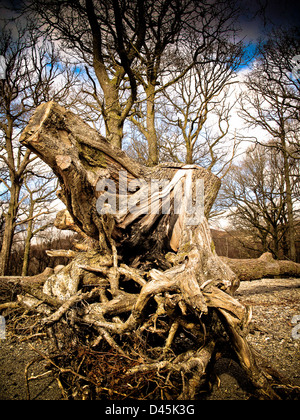 Dead tree root system on beach after erosion Stock Photo