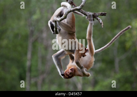 Wild juvenile male Proboscis Monkeys play fighting, hanging from a tree branch in Sabah, Borneo, Malaysia. Nasalis larvatus Stock Photo