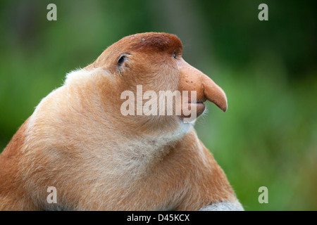 Proboscis Monkey dominant male (Nasalis larvatus) profile Stock Photo