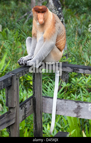 Proboscis Monkey dominant male (Nasalis larvatus) sitting on fence in nature reserve Stock Photo