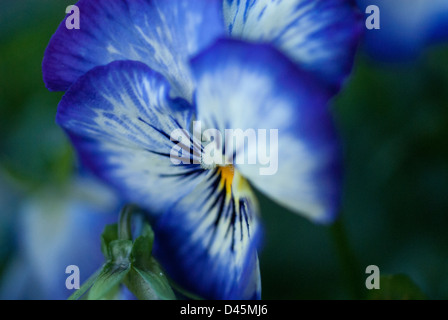 Lovely Blue Pansey (Violax wittrockiana) Stock Photo