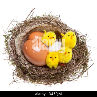 birds nest with eggs and toy chickens inside, on white Stock Photo