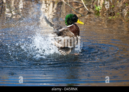 Mallard duck having a wash Stock Photo