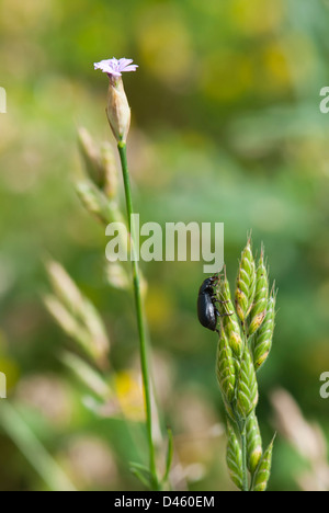 Crawly beetle. The meadow photo. Stock Photo