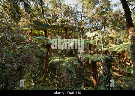 endemic giant tree fern, Cyatheaceae, in Amboro National Park, Samaipata, Bolivia, South America Stock Photo