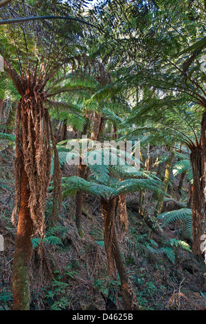 endemic giant tree fern, Cyatheaceae, in Amboro National Park, Samaipata, Bolivia, South America Stock Photo