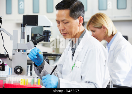 Male And Female Scientists Using Microscopes In Laboratory Stock Photo