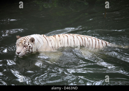 White tiger, panthera tigris tigris, Singapore Zoo, swimming, Stock Photo