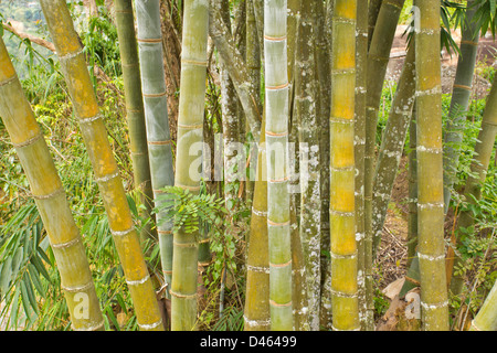 VERY LARGE BAMBOO STEMS GROWING IN TROPICAL SRI LANKA Stock Photo