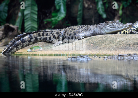Saltwater crocodile, crocodylus porosus, Singapore Zoo, Stock Photo