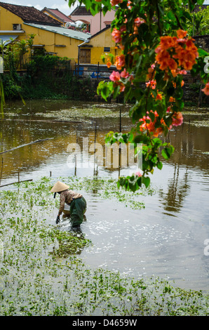 planting rice or edible water plants in Hoi An, Vietnam Stock Photo