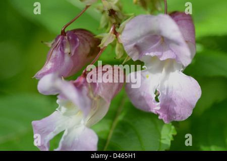 Himalayan balsam (Impatiens glandulifera) weed invasive species, close up of flower