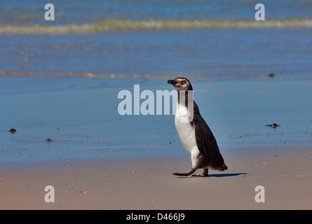 Magellanic Penguin (spheniscus magellanicus) juvenile on the beach at Saunders Island, Falklands Stock Photo