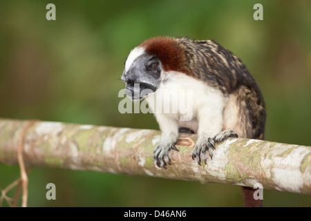 Geoffroy's Tamarin, sci. name; Saguinus geoffroyi, on an island in Lago Gatun (lake), Republic of Panama. Stock Photo